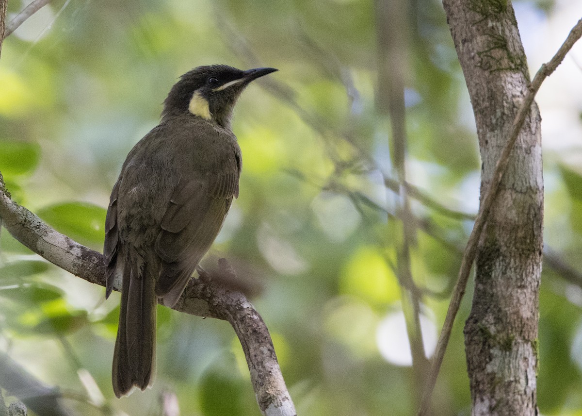 Lewin's Honeyeater - Chris Barnes