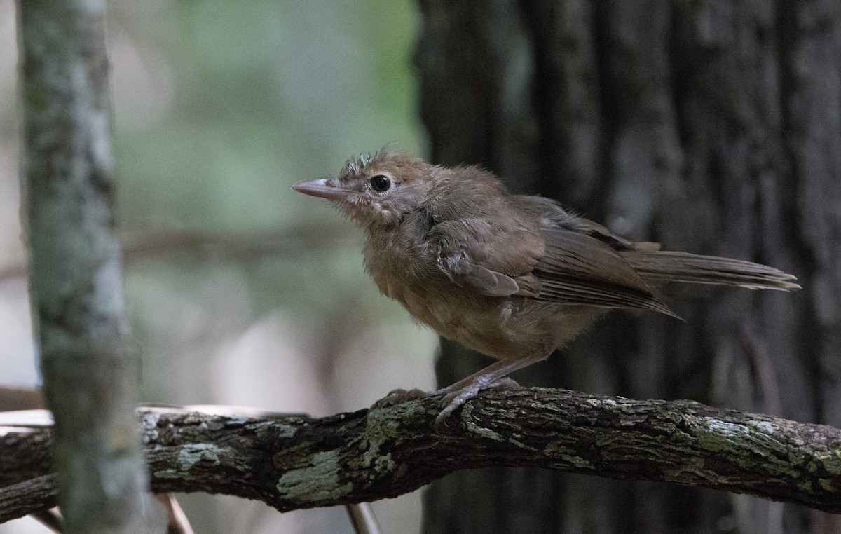 Rufous Shrikethrush - ML618313840