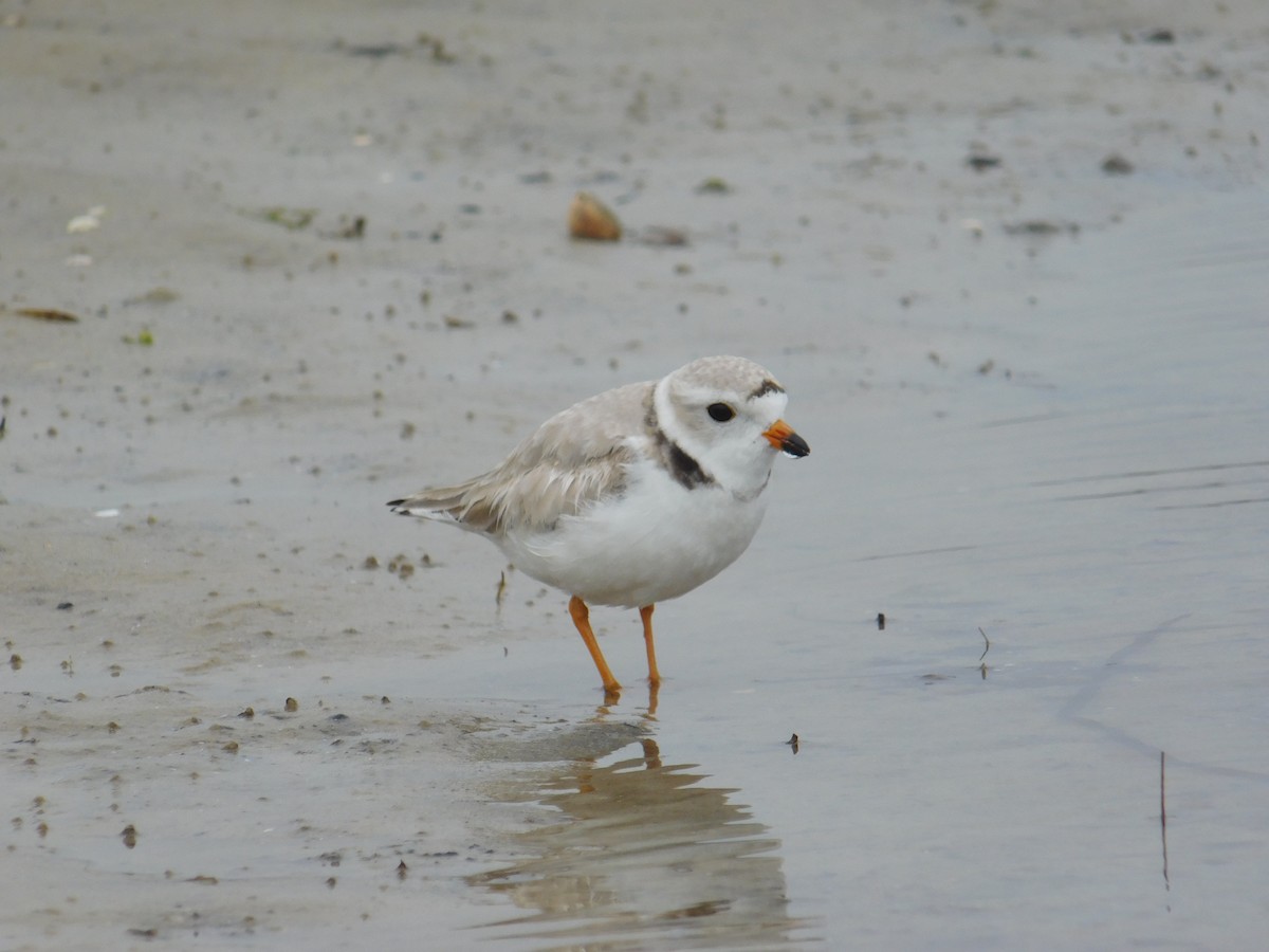 Piping Plover - Jack Jerrild