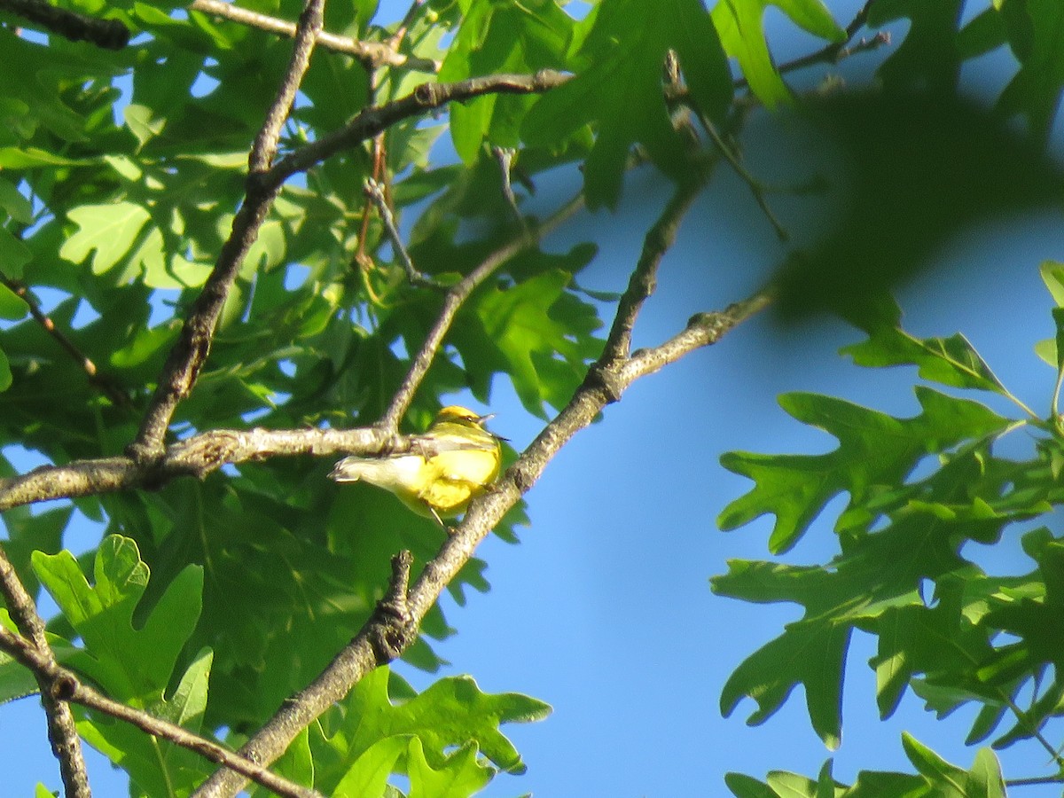 Blue-winged Warbler - ML618313852