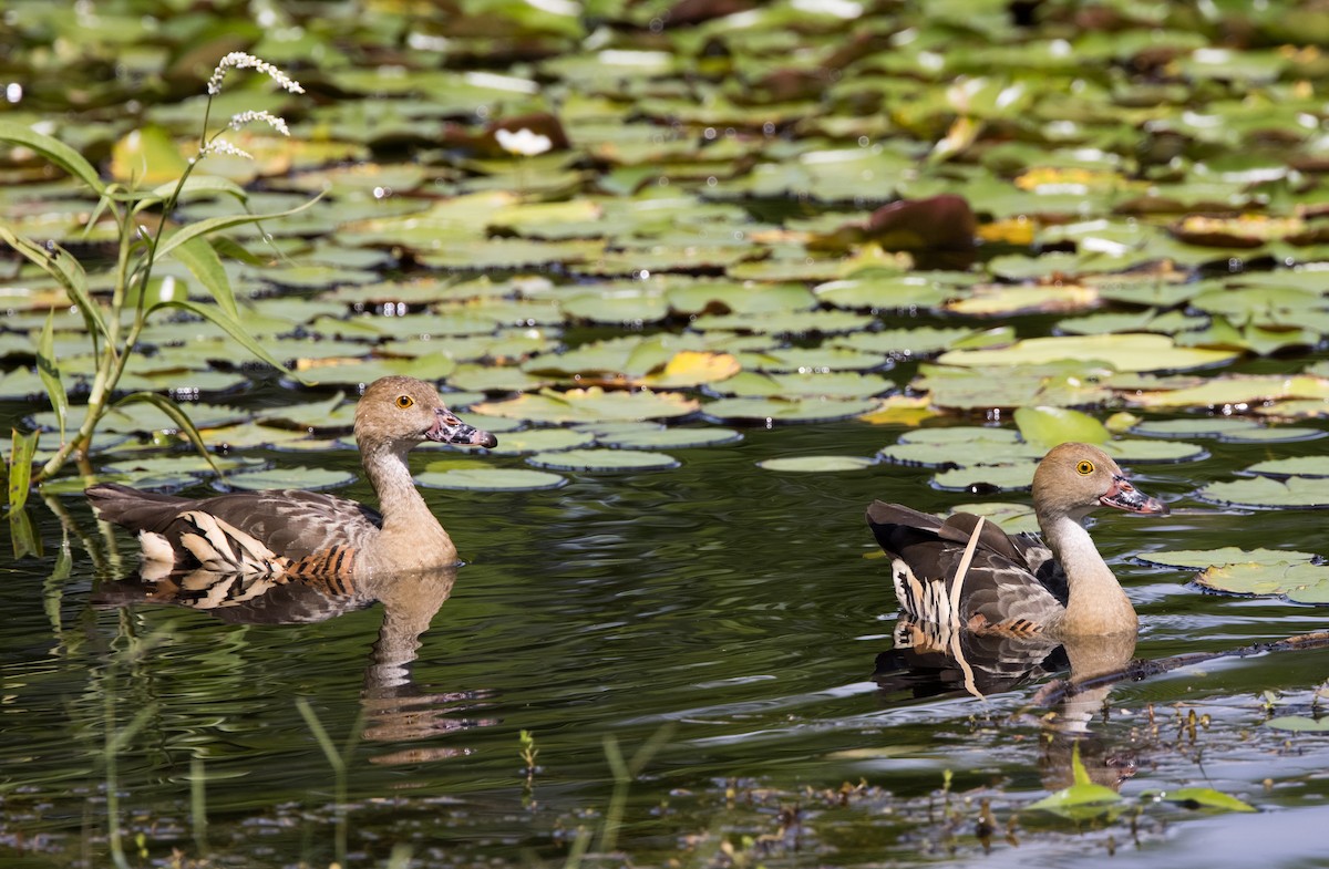 Plumed Whistling-Duck - ML618313862