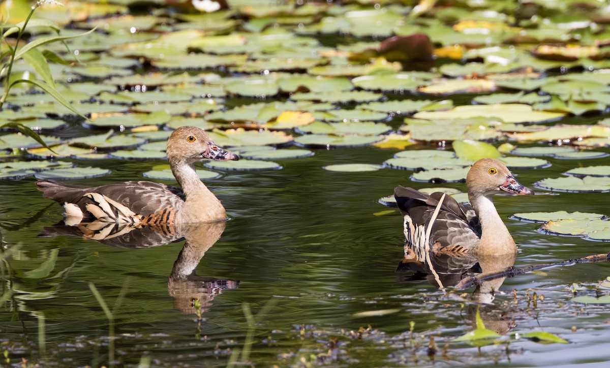 Plumed Whistling-Duck - ML618313863