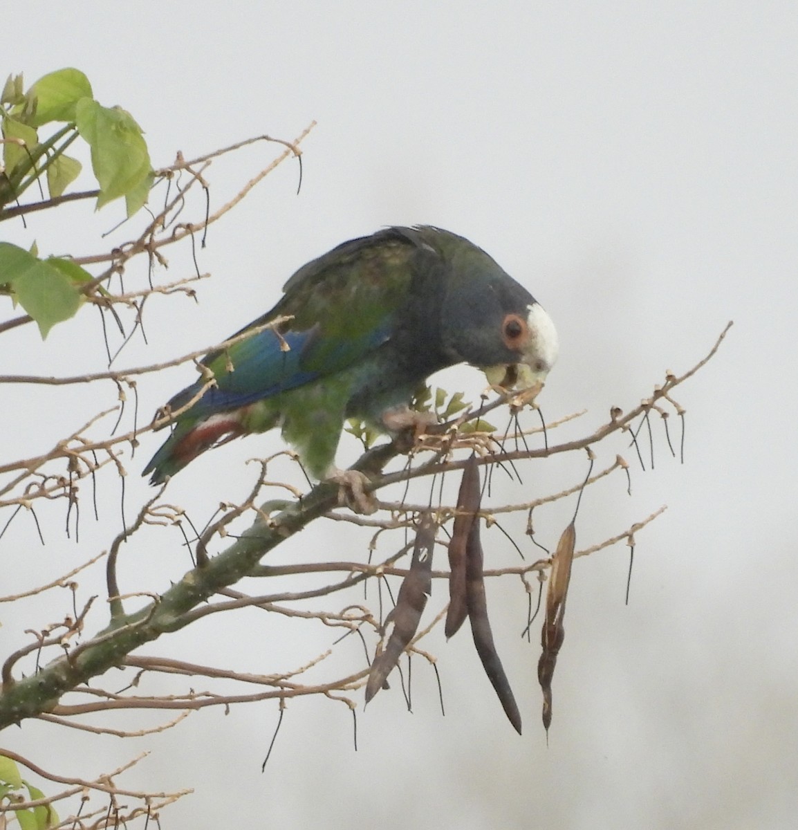 White-crowned Parrot - ML618313883