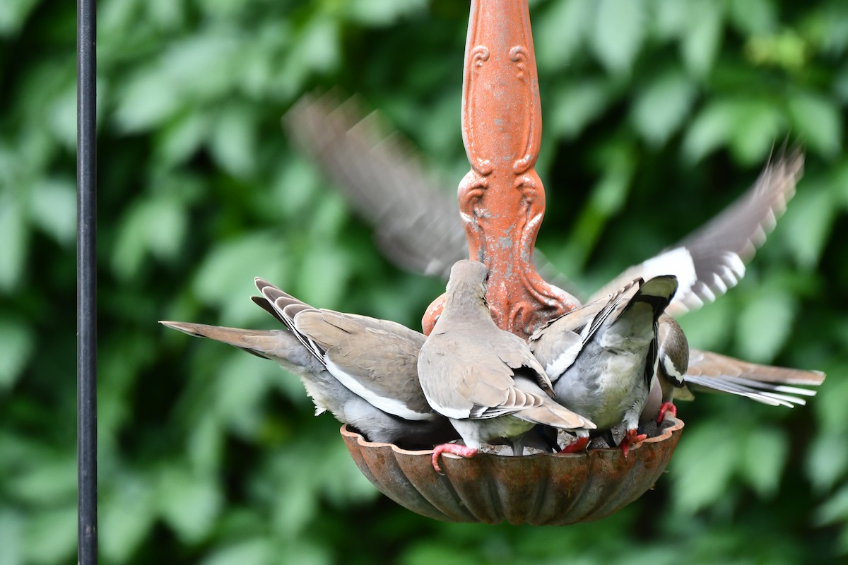 White-winged Dove - Carmen Ricer