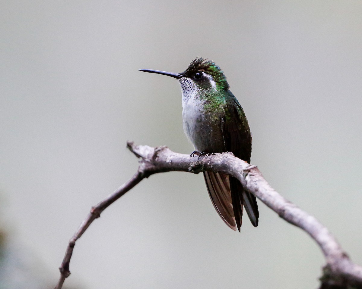 kolibřík salvadorský - ML618313951