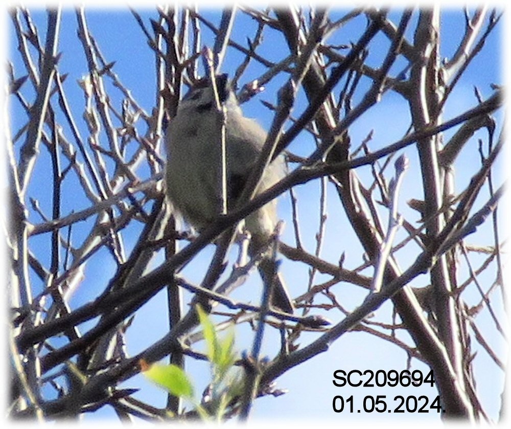 Eurasian Tree Sparrow - ML618313954