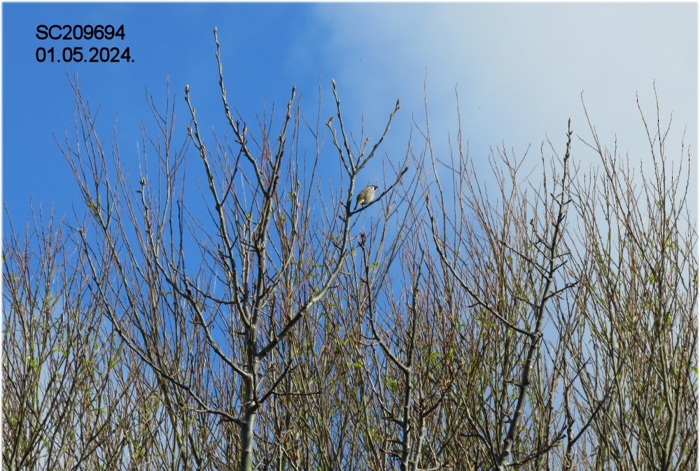 Eurasian Tree Sparrow - ML618313955