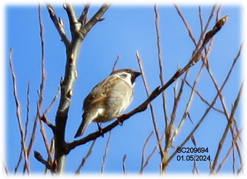 Eurasian Tree Sparrow - ML618313956