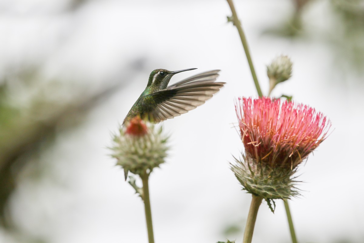 Colibri vert-d'eau - ML618313961