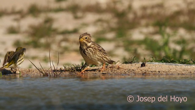 Corn Bunting - ML618313972