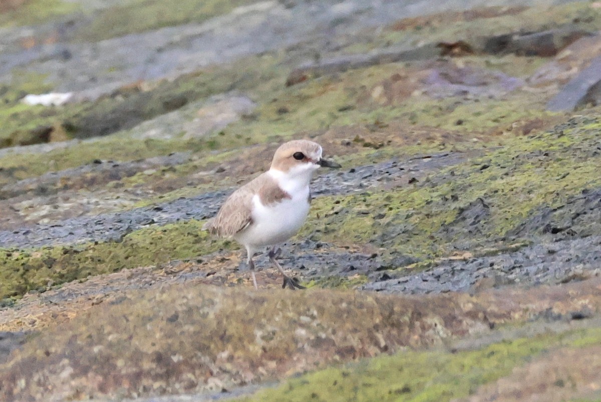 Kentish Plover - Marian W