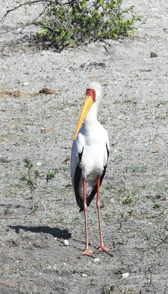 White Stork - ML618314007