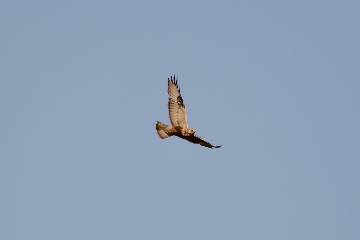 Rough-legged Hawk - Anton Kornilov