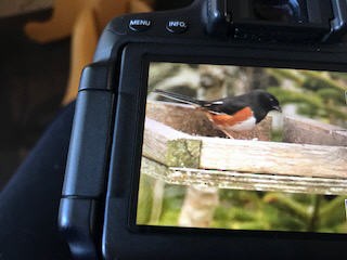 Eastern Towhee - Angie Millard