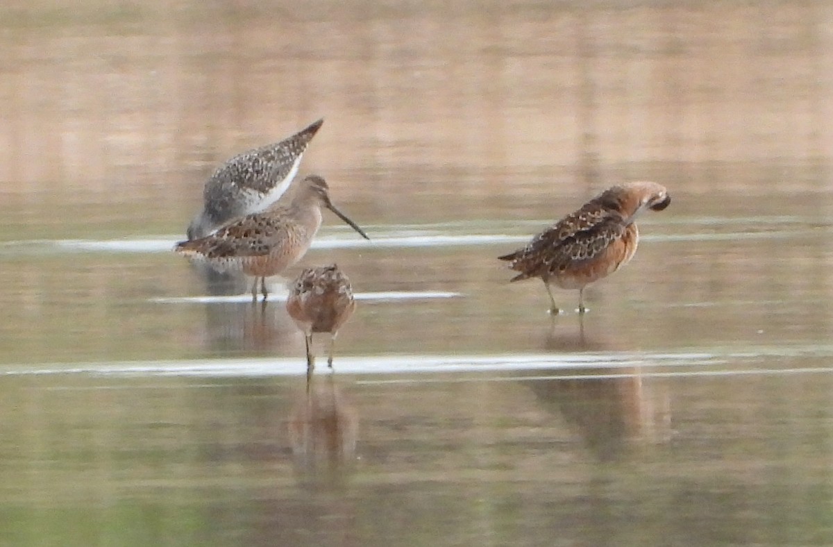 Long-billed Dowitcher - Bonnie Heinecke