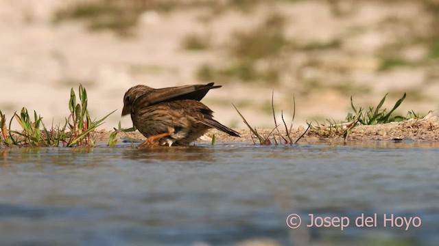 Corn Bunting - ML618314059