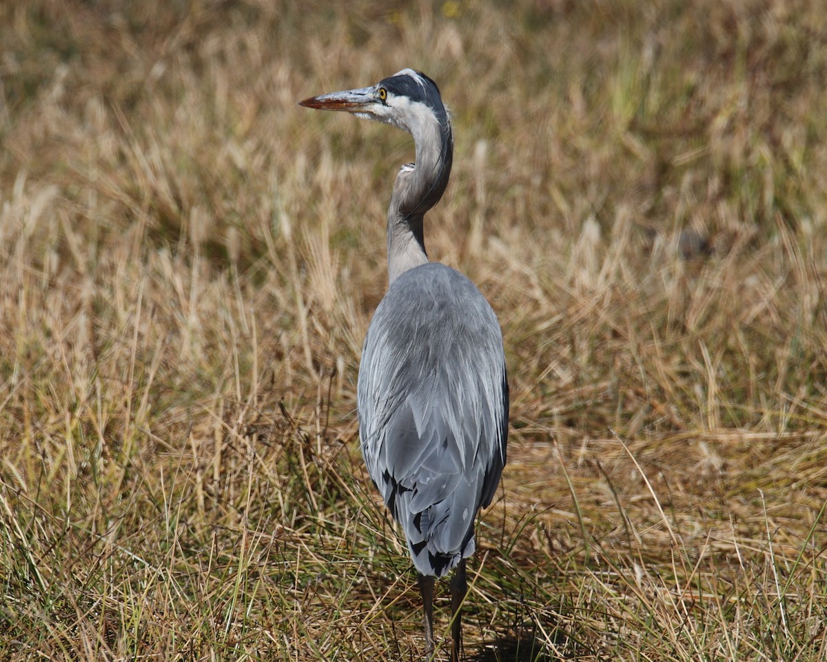 Great Blue Heron - Linda Dalton