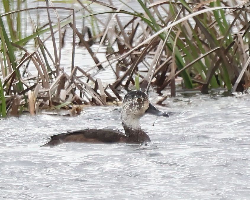 Ring-necked Duck - ML618314176