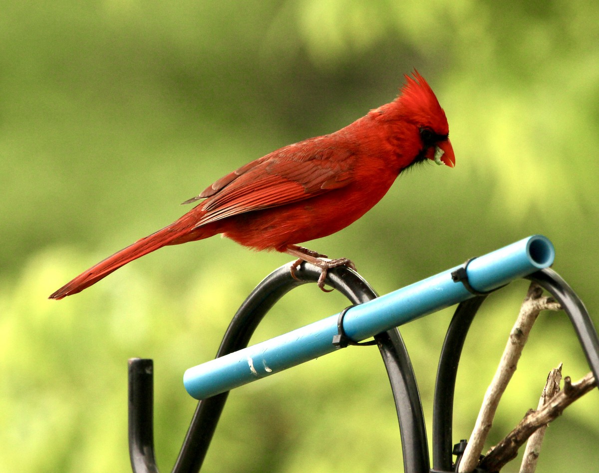 Cardinal rouge - ML618314190