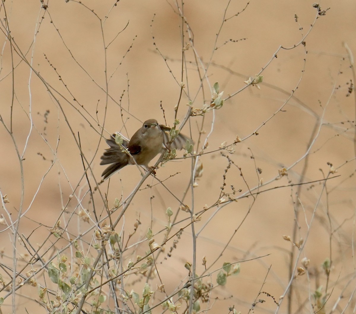 Greater Whitethroat - Phyllis Weintraub