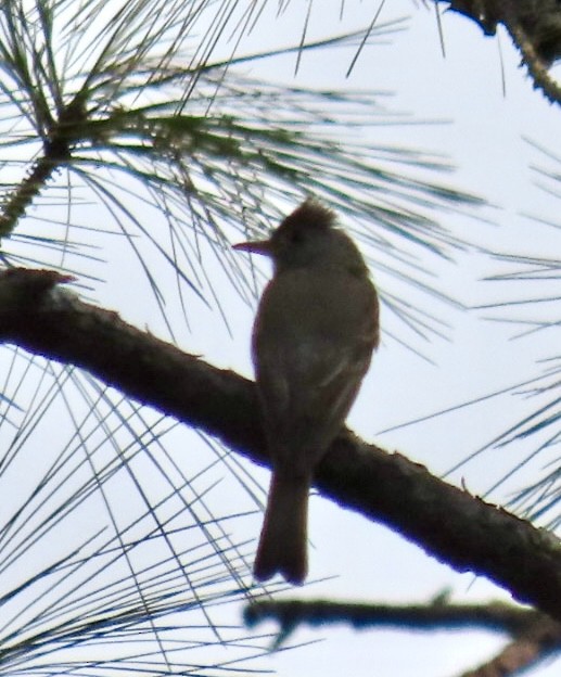 Greater Pewee - Carlos Sanguinetti