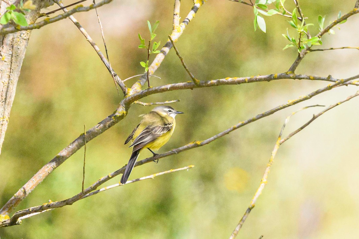 Western Yellow Wagtail (iberiae) - ML618314293