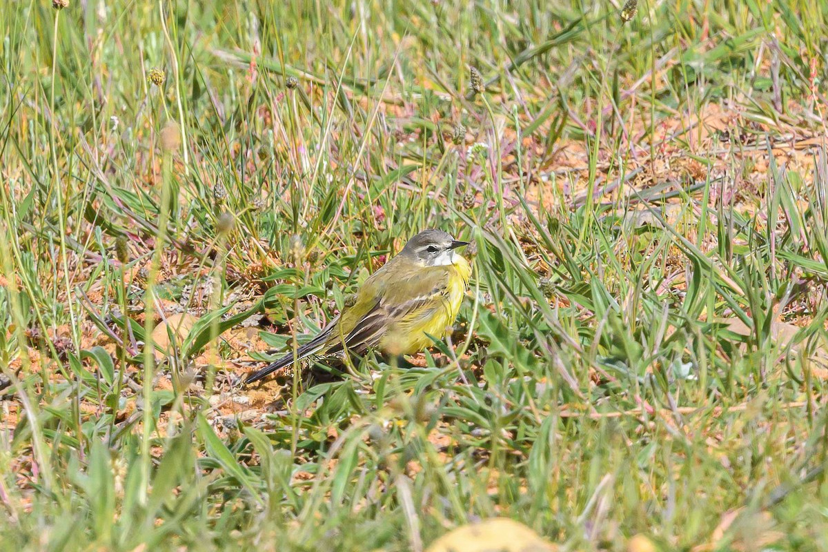 Western Yellow Wagtail (iberiae) - ML618314296