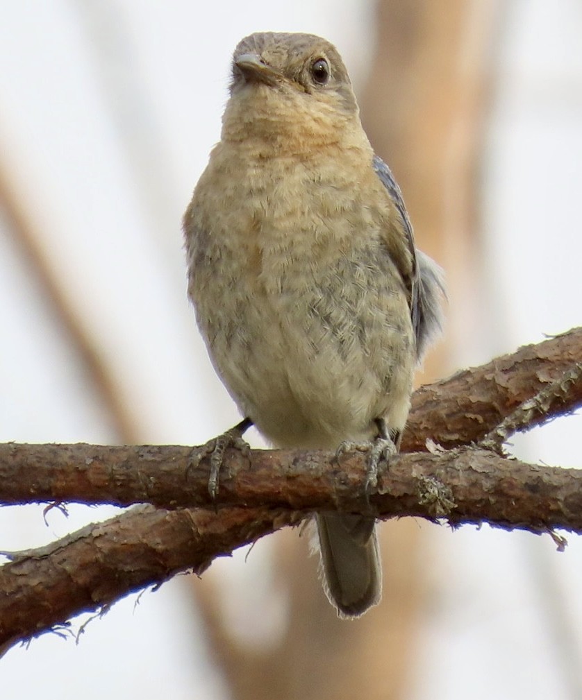 Eastern Bluebird - Carlos Sanguinetti