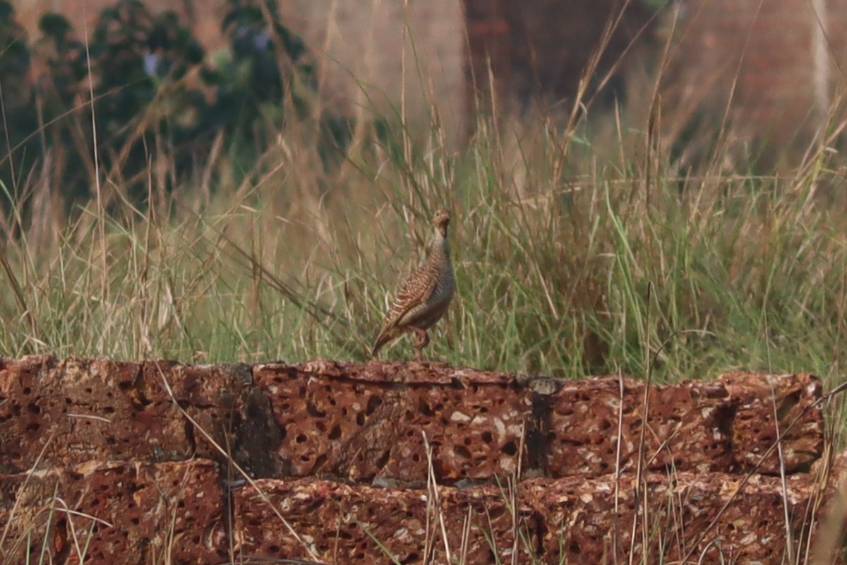 Gray Francolin - ML618314318