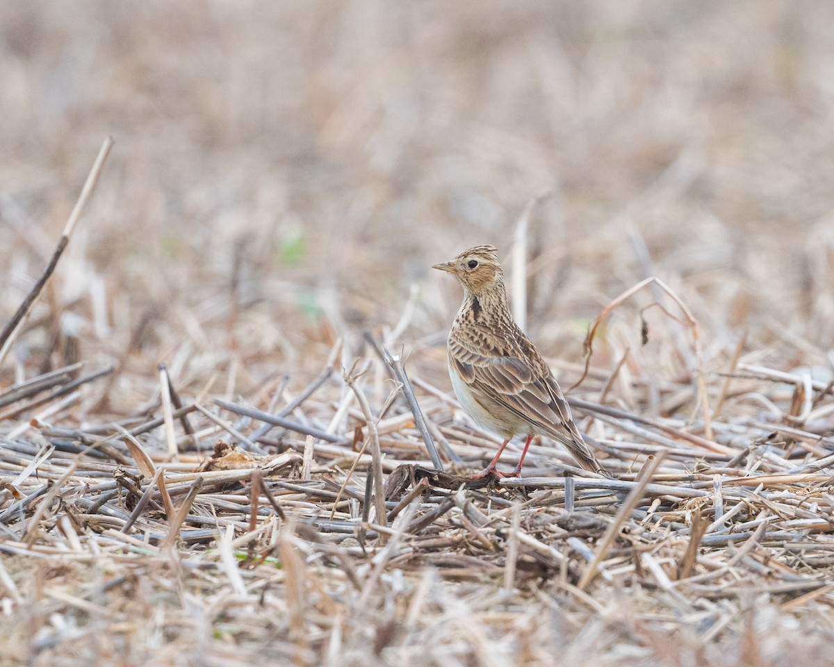 Eurasian Skylark - ML618314354