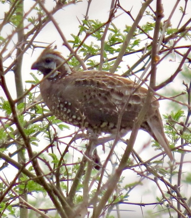 Crested Bobwhite (Spot-bellied) - ML618314358