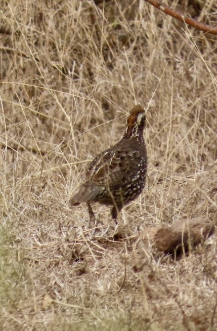 Crested Bobwhite (Spot-bellied) - ML618314359