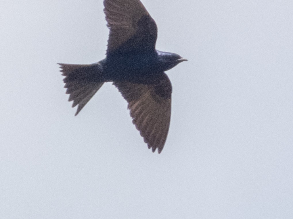 Purple Martin - ML618314365