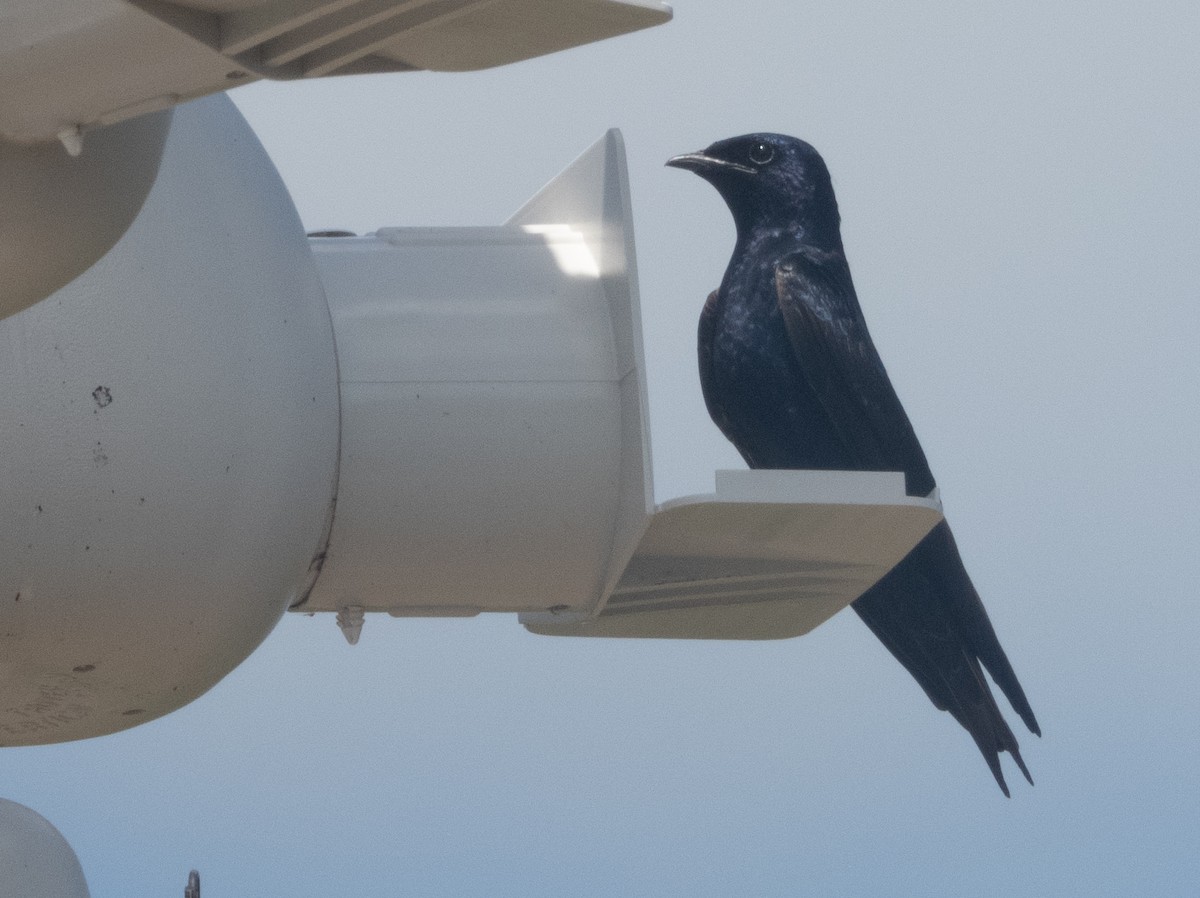 Purple Martin - ML618314366