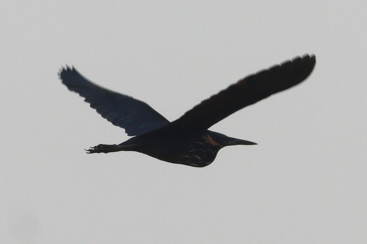 Black Bittern - ML618314369