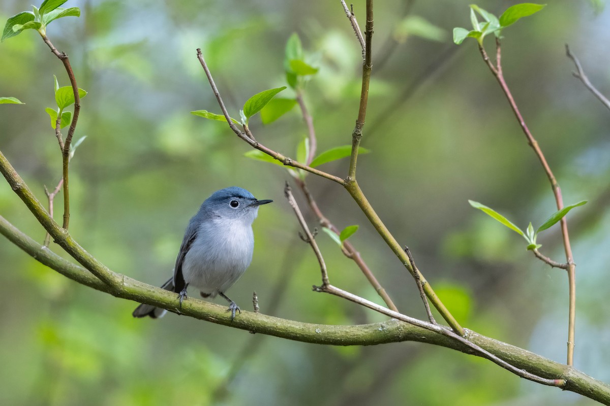 Blue-gray Gnatcatcher - ML618314406