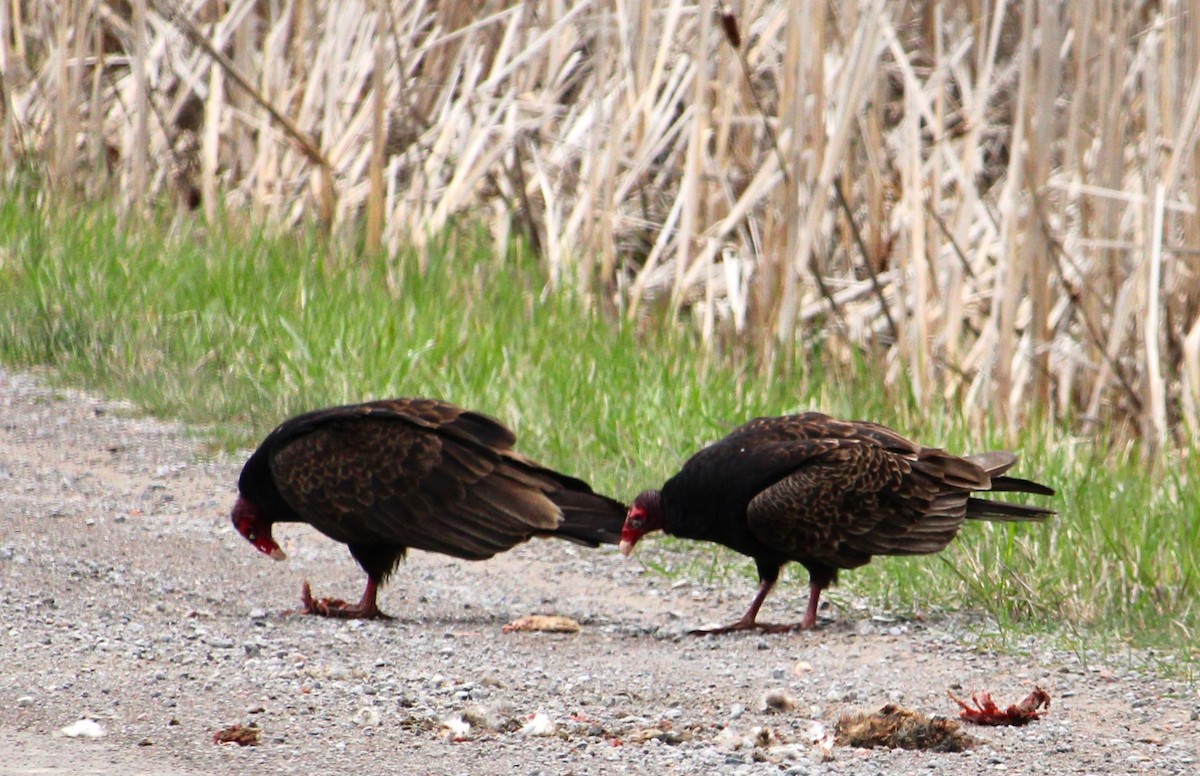 Turkey Vulture - Hilary Dickson