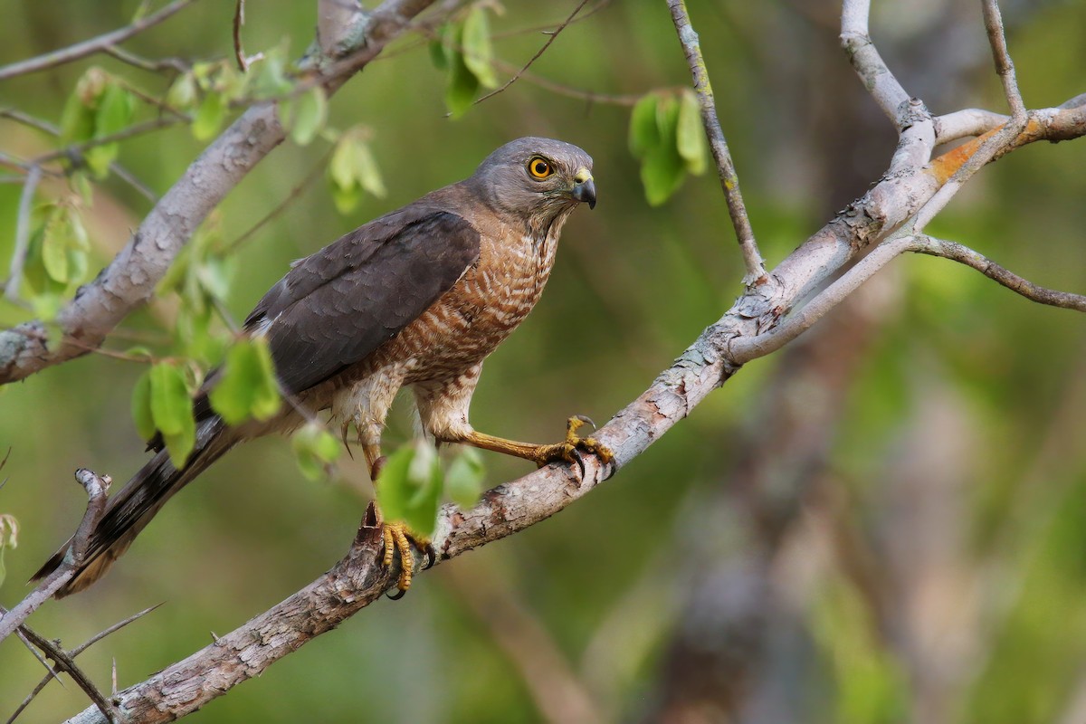 タカサゴダカ（badius グループ） - ML618314429