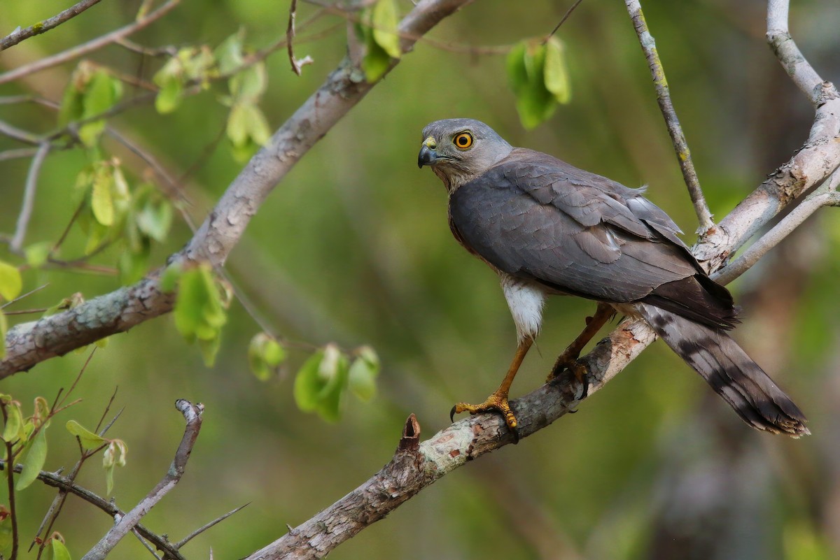 タカサゴダカ（badius グループ） - ML618314431