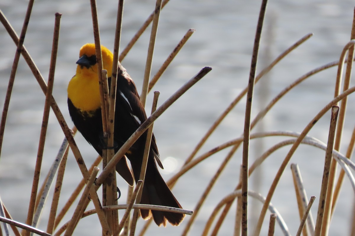 Yellow-headed Blackbird - ML618314452