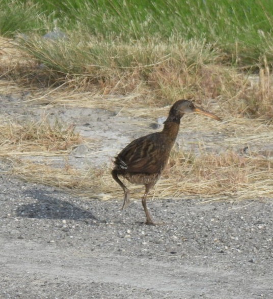 Clapper Rail - ML618314463