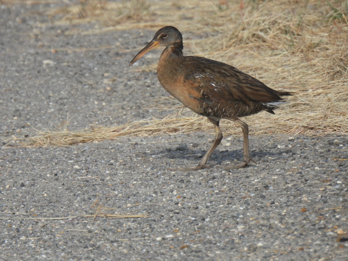 Clapper Rail - ML618314464