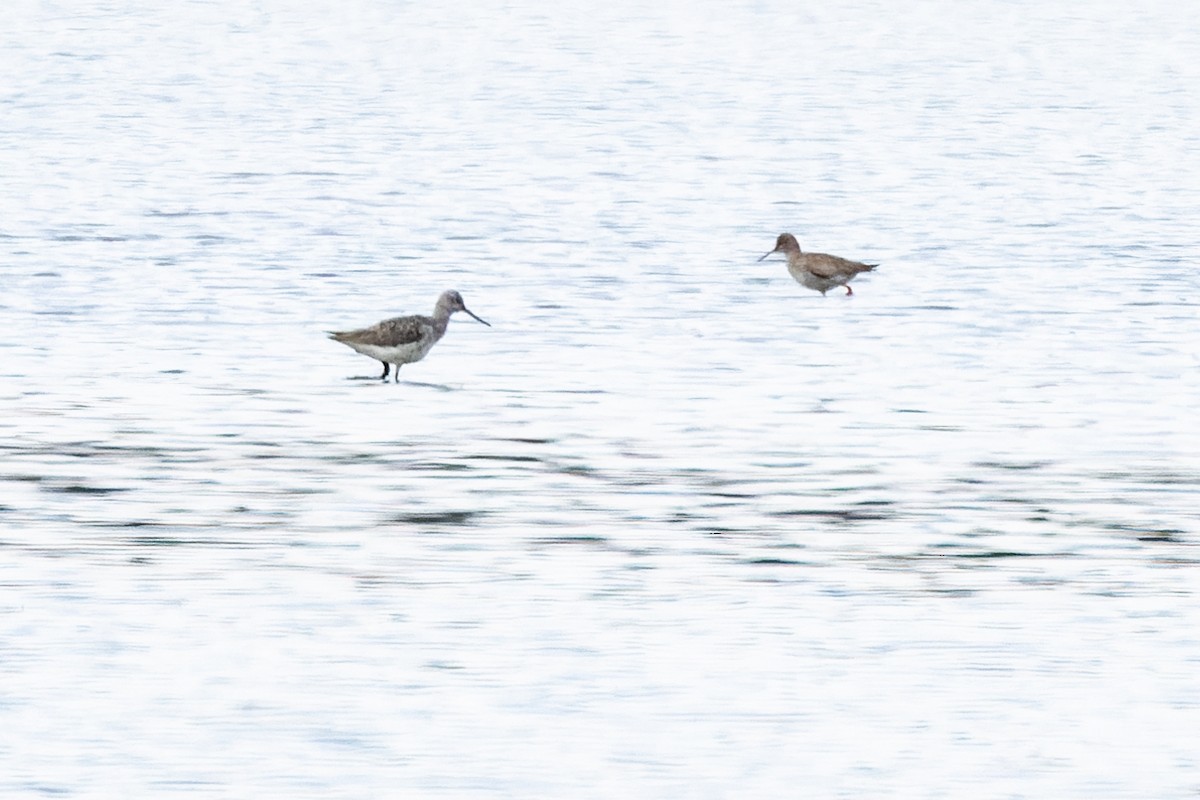 Spotted Redshank - ML618314538