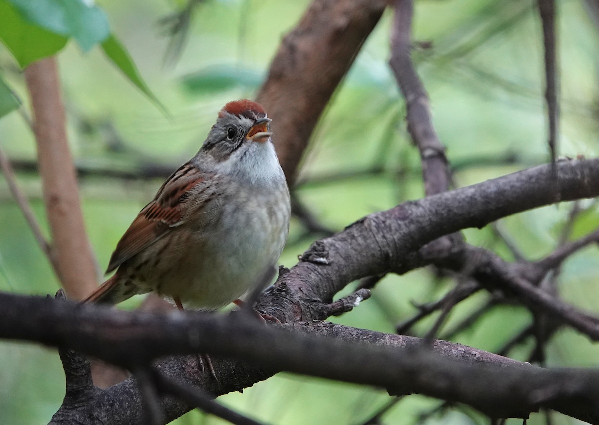 Swamp Sparrow - ML618314557