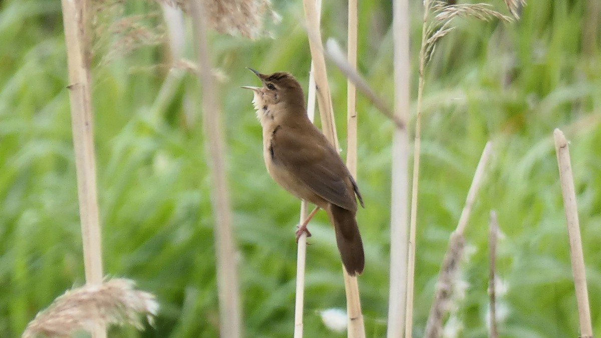 Savi's Warbler - Stephan Kienle