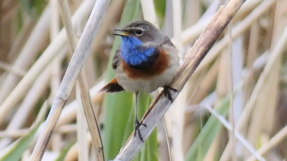 Bluethroat - ML618314609