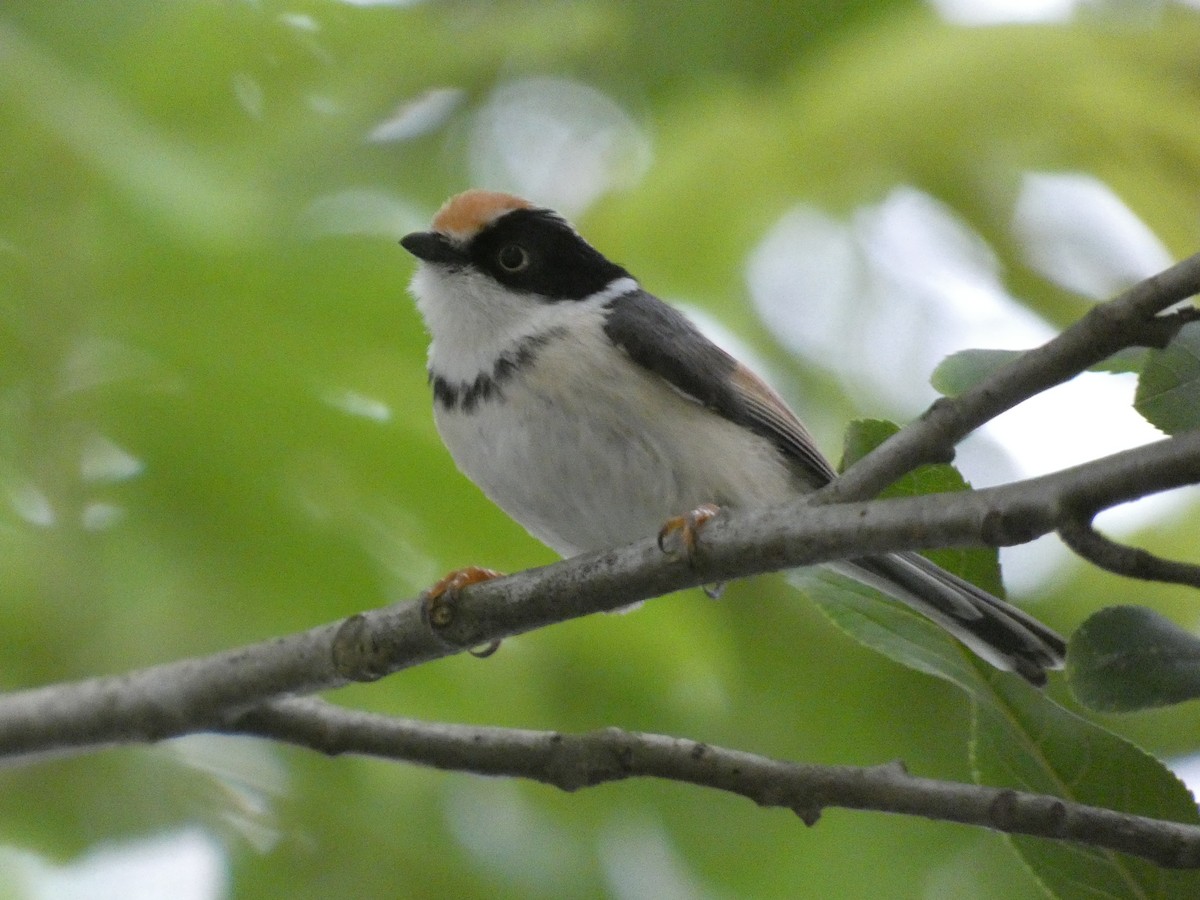 Black-throated Tit (Black-throated) - ML618314628