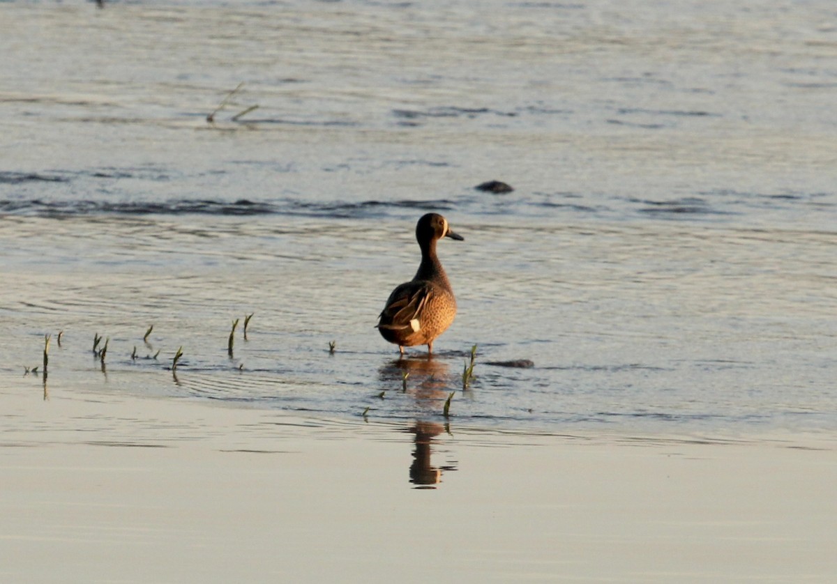 Blue-winged Teal - ML618314663