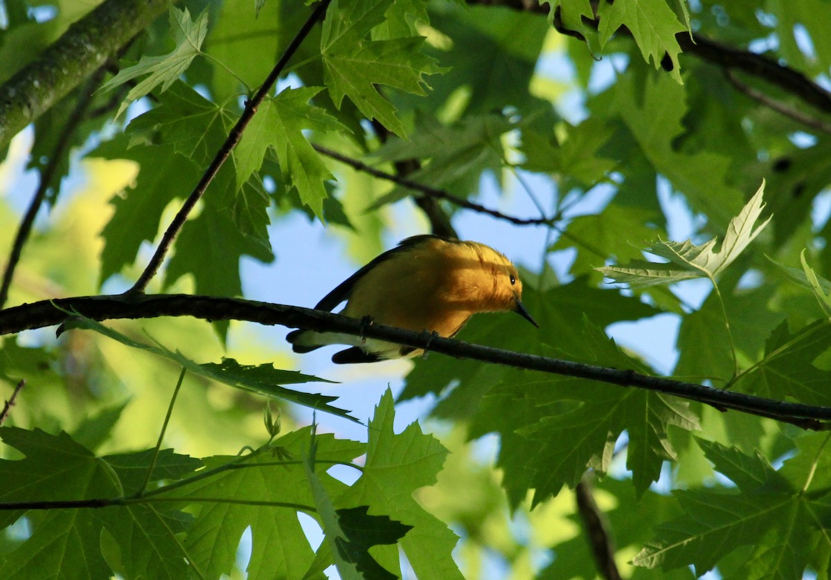 Prothonotary Warbler - ML618314688