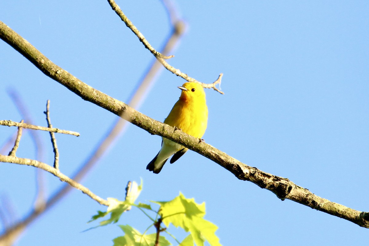 Prothonotary Warbler - ML618314689